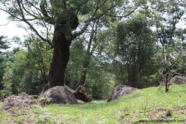 tree_134