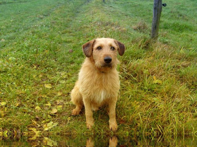 dog_338