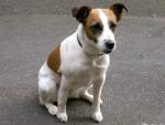 dog_341