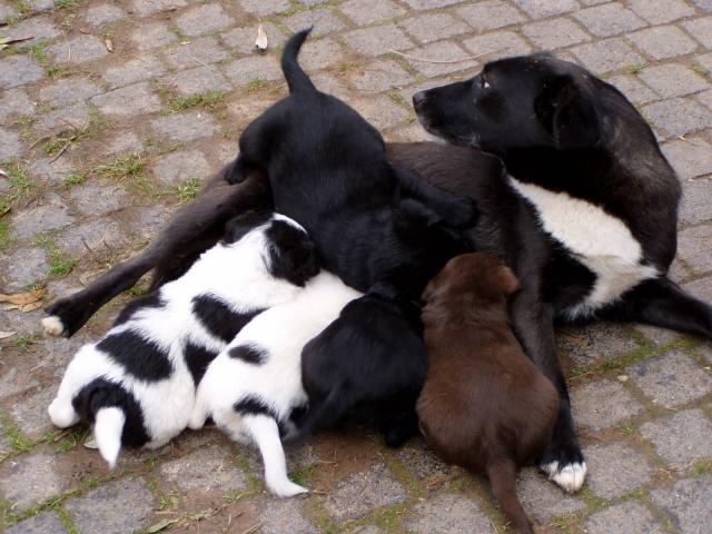 dog_343