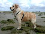 dog_345