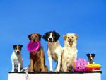 dog_348