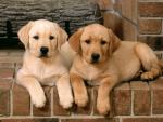 dog_349