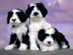 dog_355