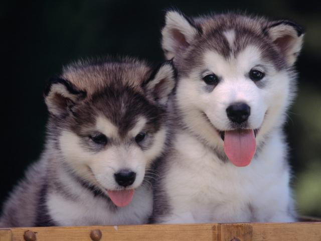dog_356