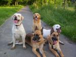 dog_358