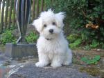 dog_359
