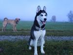 dog_362