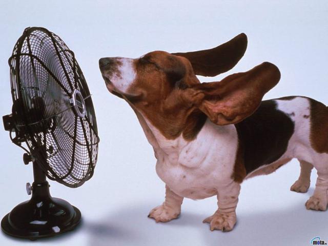 dog_368
