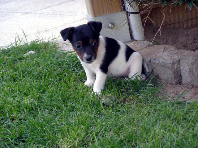 dog_369