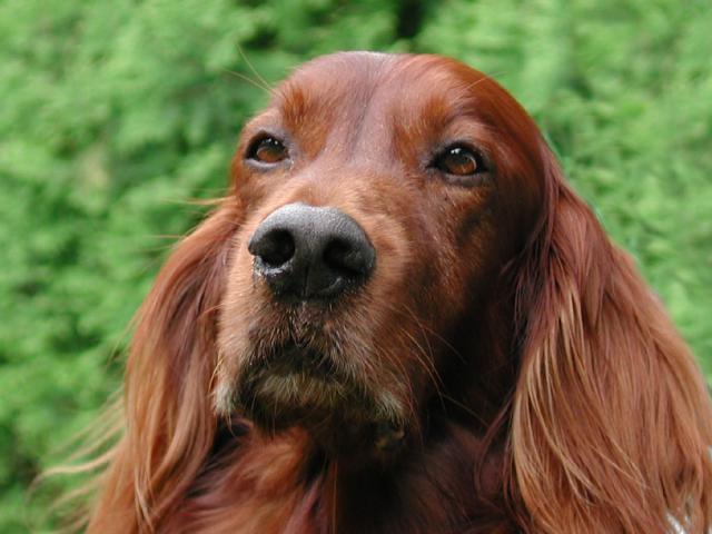 dog_370