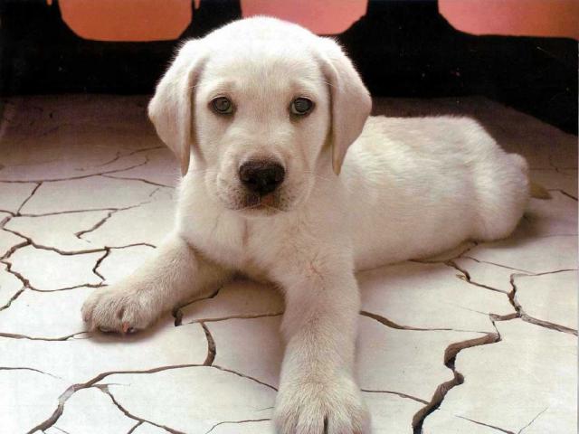 dog_373