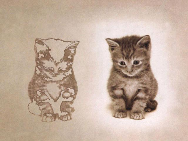 cat_113