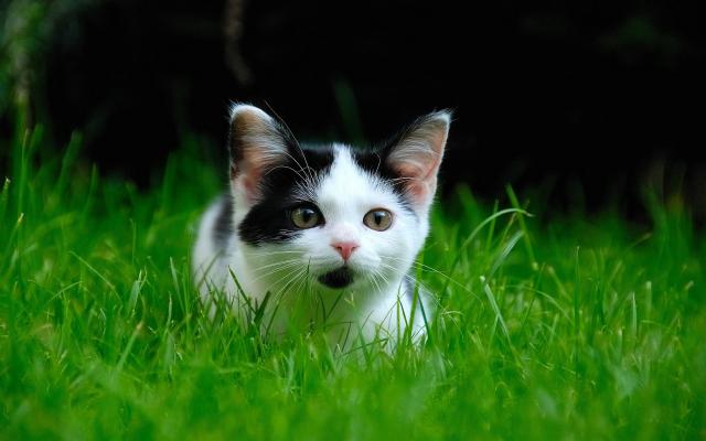 cat_115