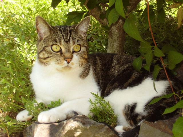 cat_119