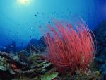 oceans_043