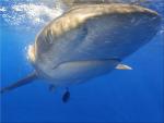 oceans_070