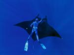 ocean-life-238