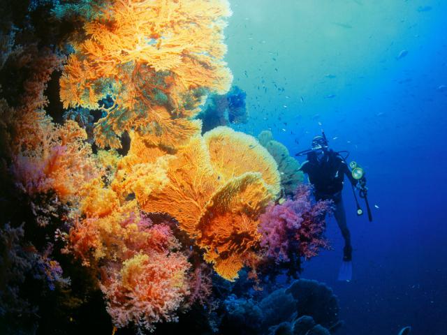 ocean-life-239