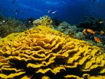 ocean-life-242