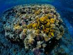ocean-life-243