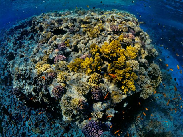 ocean-life-243