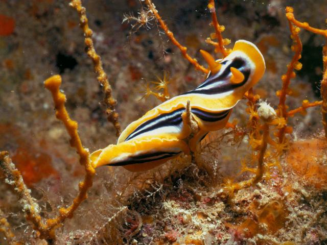 ocean-life-244