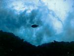 ocean-life-245