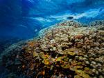 ocean-life-248