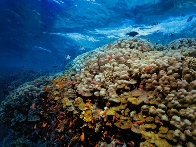 ocean-life-248