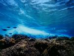 ocean-life-249