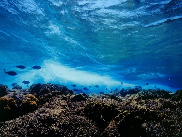 ocean-life-249
