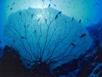 ocean-life-252