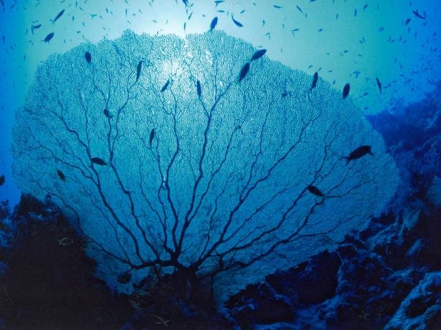ocean-life-252