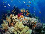 ocean-life-256