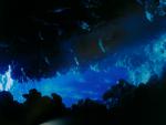 ocean-life-257