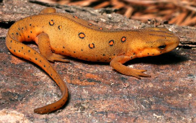 Notophthalmus