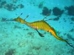 ocean-life-261