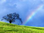rainbow_20
