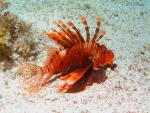 JuvenileLionfish