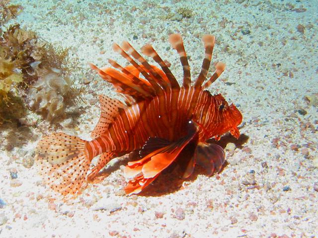 JuvenileLionfish