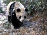 Animals_018