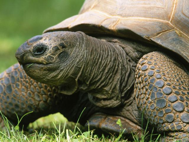 Animals_020