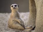 Animals_024