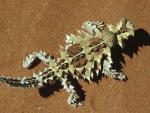 Animals_025
