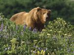 Animals_027