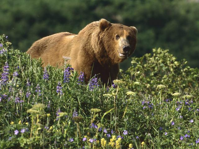 Animals_027
