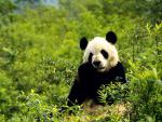 Animals_28
