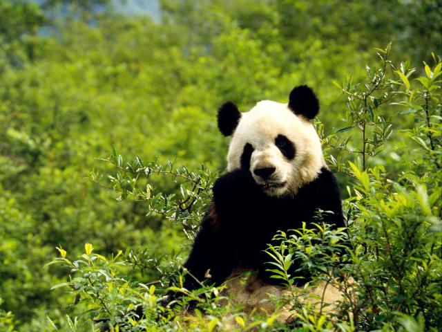 Animals_28