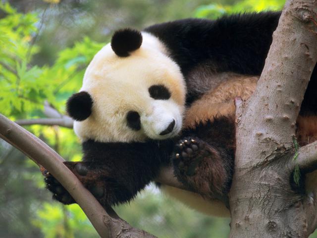 Animals_30